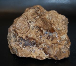 Old Stock Rare Specimen Stromatolite Fossil Algae Oldest Fossil On Earth 6,  Oz.