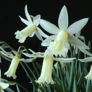 Narcissus Flurry Very Rare True Miniature Daffodil Last One