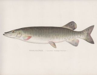 Antique Fish Print: The Muskellunge,  Or Muskie By Sherman F Denton 1902