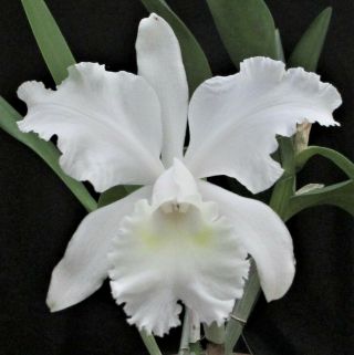Rare Cattleya Orchids - C Wendy Patterson (helen P Dane X Intermedia) In Sheath