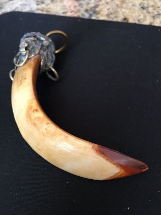 Large Boars Head Tooth Tusk For Display Or Wear As Pendant Collectible Vintage