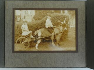 Vintage,  Antique Photo Of Pretty Girl In A Goat Cart W/brother Riding The Goat