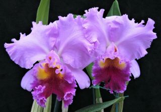 Rare Cattleya Orchids - Lc Drumbeat 
