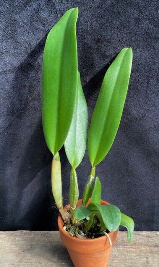 Rare Cattleya Orchids - Lc Drumbeat ' Heritage ' HCC/AOS 2