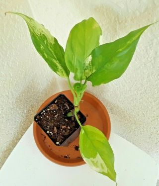 Rare Variegated Aglaonema Modestum White/green Stunning Plant