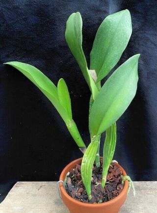 Rare Cattleya Orchids - Lc Drumbeat ' Heritage ' HCC/AOS IN SHEATH 2