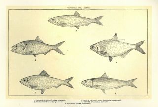 Vintage Print: Herring And Chad - Ca.  1900 Illustration Fish Print - For Framing