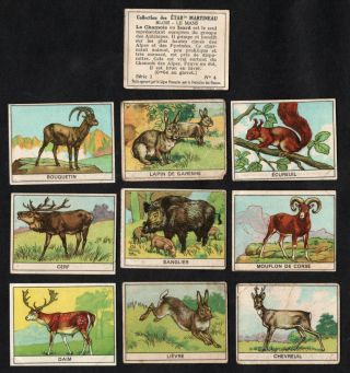 Wild Animals Rare French Card Set (series 1) Martineau 1930s Boar Rabbit Goat