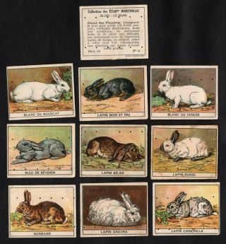 Rabbit Breeds Rare French Card Set (series 10) Martineau 1930s Lapin Angora