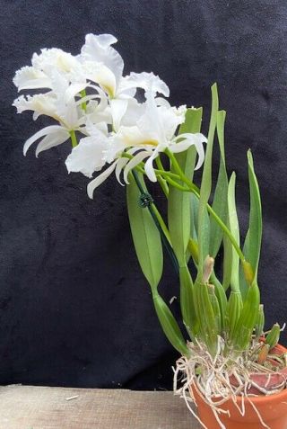 Rare Cattleya Orchids - C mossiae coerulea ' Select 134 ' - IN BLOOM 2