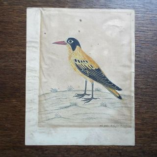 1736 Albin Hand Colored Copper Plate Engraving,  Yellow Starling From Bengall