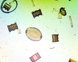 Antique Microscope Slide Tempere Diatoms 3