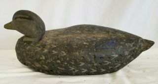 Large Antique Cork Black Duck Decoy Blue Tip Wings,  Wood Head