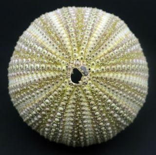 Rare Colour Form: Spherechinus Granularis 71.  1 Mm Italy Sea Urchin