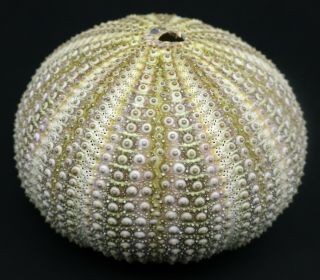Rare colour form: Spherechinus granularis 71.  1 mm Italy sea urchin 3