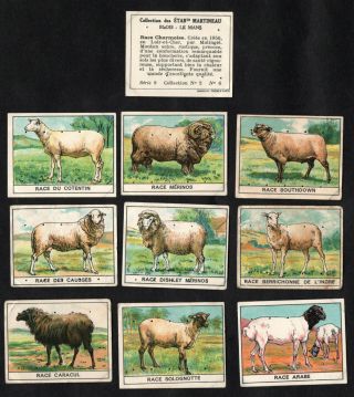 Sheep Breeds Rare French Card Set (series 14) Martineau 1930s Farming Ram Ewe