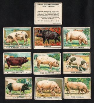 Pig Breeds Rare French Card Set (series 15) Martineau 1930s Farming Boar Sow