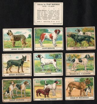 Dogs Rare French Card Set (series 12) Martineau 1930s Sausage Bulldog Sheep