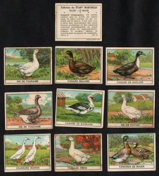 Ducks & Geese Rare French Card Set (series 9) Martineau 1930s Poultry Birds