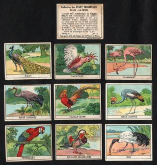 Exotic Birds Rare French Card Set (series 4) Martineau 1930 