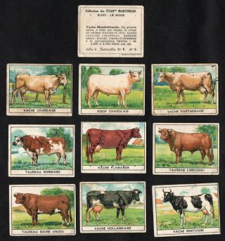 Cattle Breeds Rare French Card Set (series 13) Martineau 1930s Cow Bull Farm