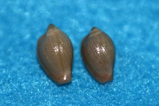 Hespererato Scabriuscula 8.  7 & 8.  1mm Panama - Rare Trivia Species