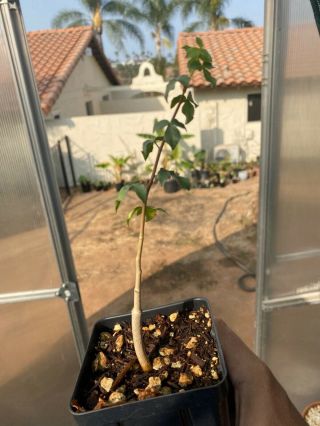 Commiphora Virgata Seedling Very Rare Only One