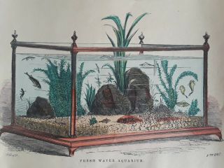 Vintage Antique Aquarium Hand Colored Early Victorian Fish Tank Print