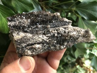 Reilly’s Rocks: Dark Smoky Quartz On Arizona Petrified Wood,  Rare