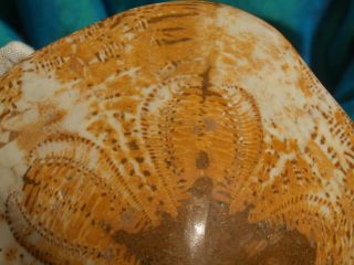RARE CLYPEASTER CAMPANULATUS Sea Urchin Fossil 15 million years old 2