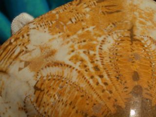 RARE CLYPEASTER CAMPANULATUS Sea Urchin Fossil 15 million years old 3
