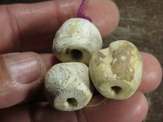 3 Rare Mississippian Marine Shell Columella Beads,  Meigs Co.  Tennessee X Beutell