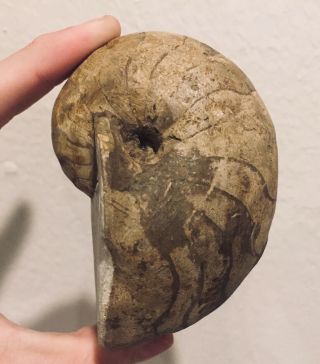 Rare France Fossil Ammonite Cymatoceras Cretaceous Fossil