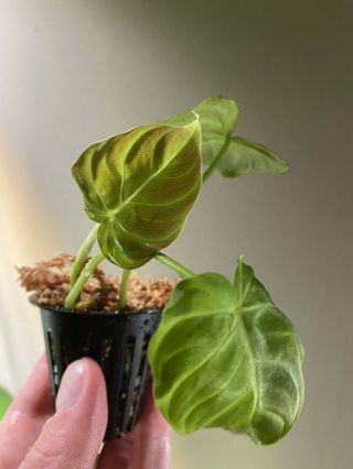 Philodendron Verrucosum Mini Aroid Rare Top Cutting Rooted