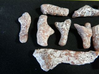 POLISHED PINK LIMB AND ROOT CASTS / RARE ITEMS 2