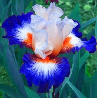 2 Bearded Iris Bulbs Perennial Rhizomes Resistant Flower Rare Stunning Plant Top