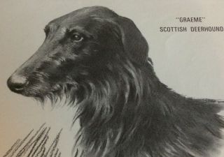 1975 Rare Named Scottish Deerhound Dog Calendar Page Artist Will Rannells