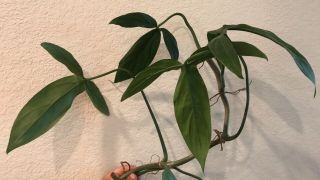 Philodendron Tripartitum Cutting Rare/htf Tri - Lobed Tri - Leaf Aroid