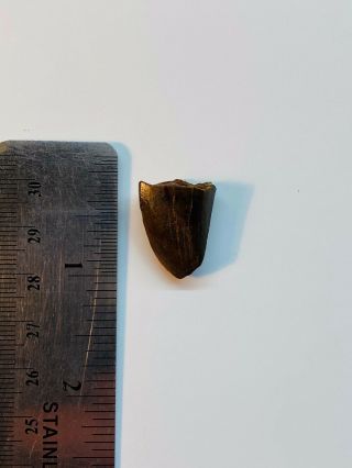 Albertosaurus Tooth Tip Dinosaur Fossil Rare
