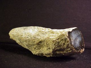 Rw Rare Find " Petrified Wood Limb " From Hubbard Basin Area In Nevada