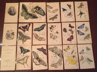 Antique Chromolithograph Butterfly Book Plates Natural Library Reserved Sorin