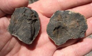 Very Rare Complete Fossil Trilobite Schizostylus Bolivia Devonian