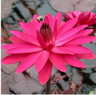 10x (nymphaea Red) Flare Night Blooming Tropical Water Lily - Rare - Not Lotus
