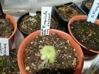 Pinguicula Laueana X 10 Seeds Plant Carnivorous Rares Carnivorous