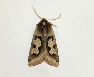 Perigrapha Circumducta Rare Noctuidae Moth From South Ural Mts,  Pinned
