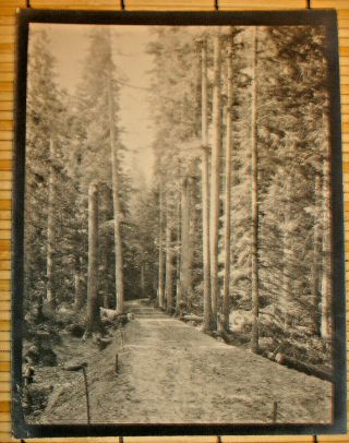 San Francisco & North Pacific Right Of Way After Abandonment/very Rare Photo