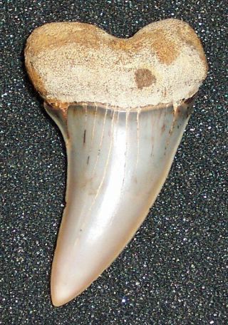 Very Rare Huge Legit 2 " Fossil Isurus Planus Shark Tooth - Bakersfield,  Ca
