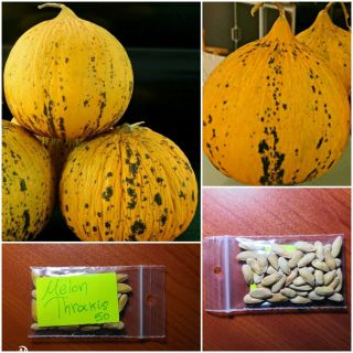 Greek Traditional Melon  Thrakis  50 Top Quality Seeds - Extremely Rare Bulk