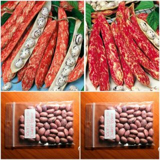 Dwarf Bean  Borlotto  50 Top Quality Seeds - Bush Variety - Rare Red