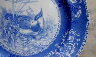 Antique Spode Dinner Plate Bird Plover Blue No.  7 Copeland England 3